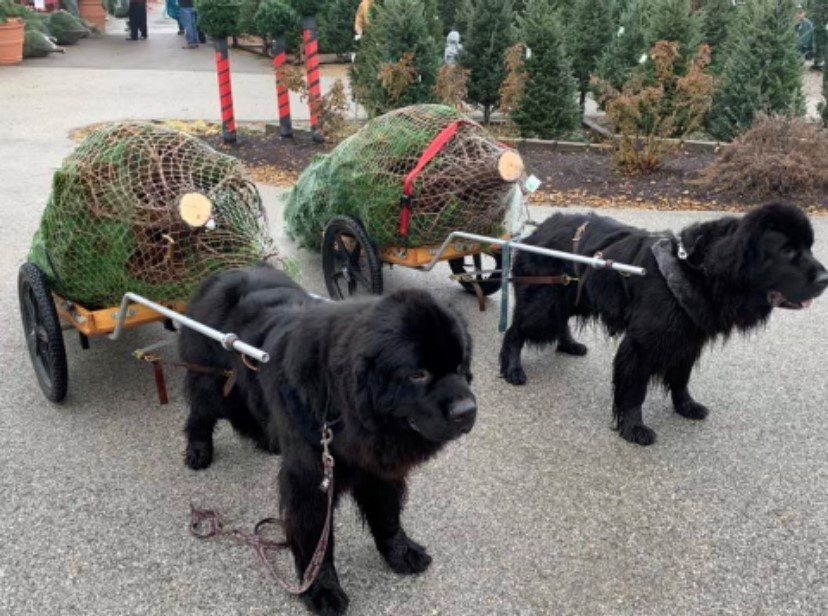 Two large black dogs are harnessed to small carts carrying Christmas trees.