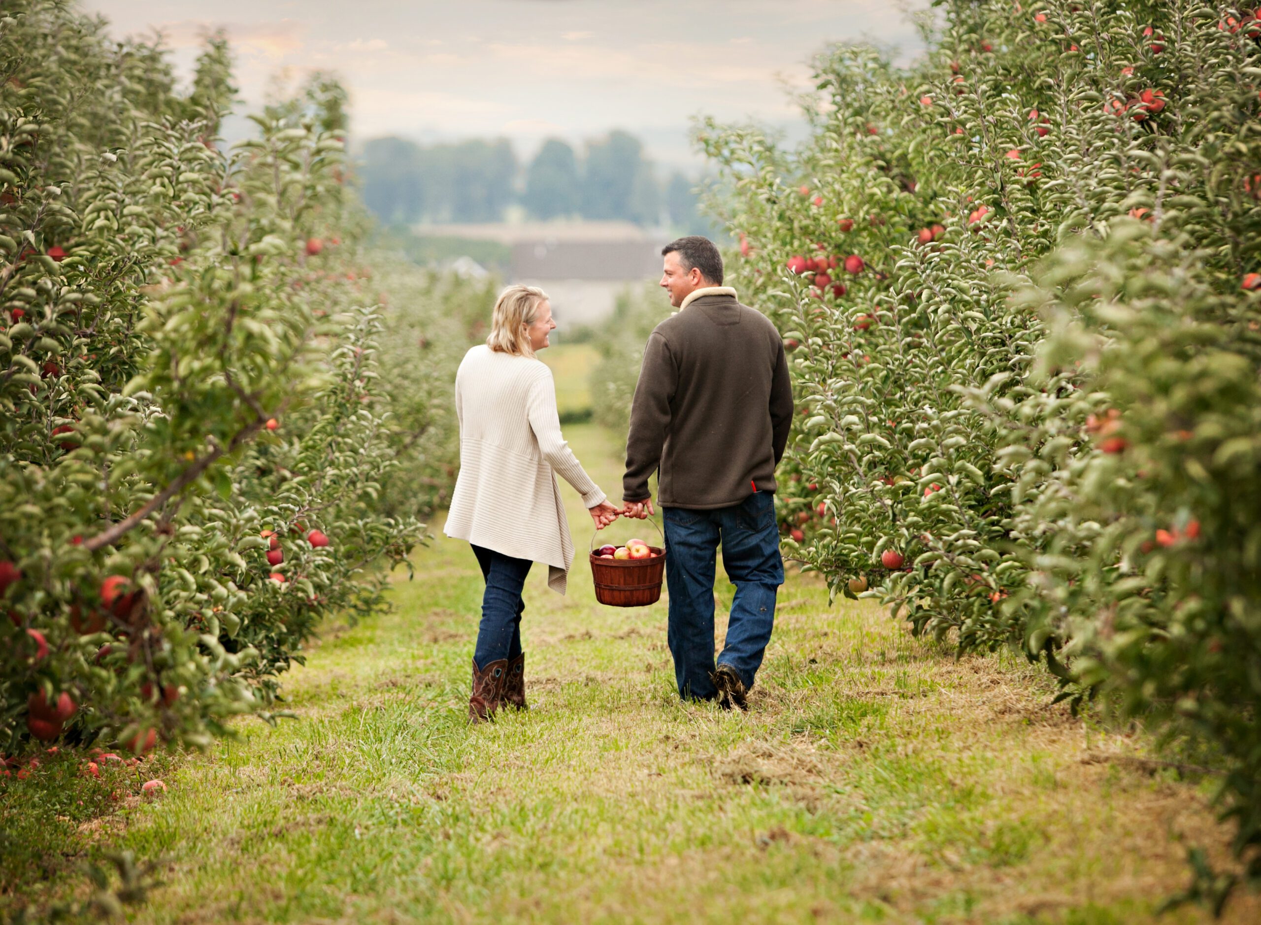 Two individuals are walking between rows of apple trees, holding hands and carrying a basket of apples.