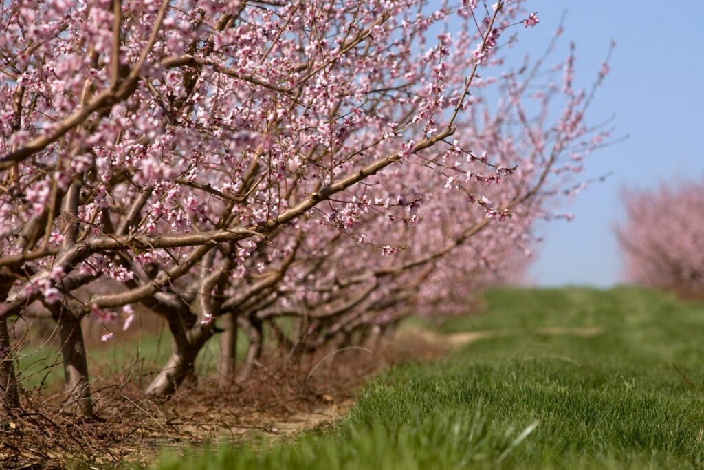 When do peach trees bloom in illinois