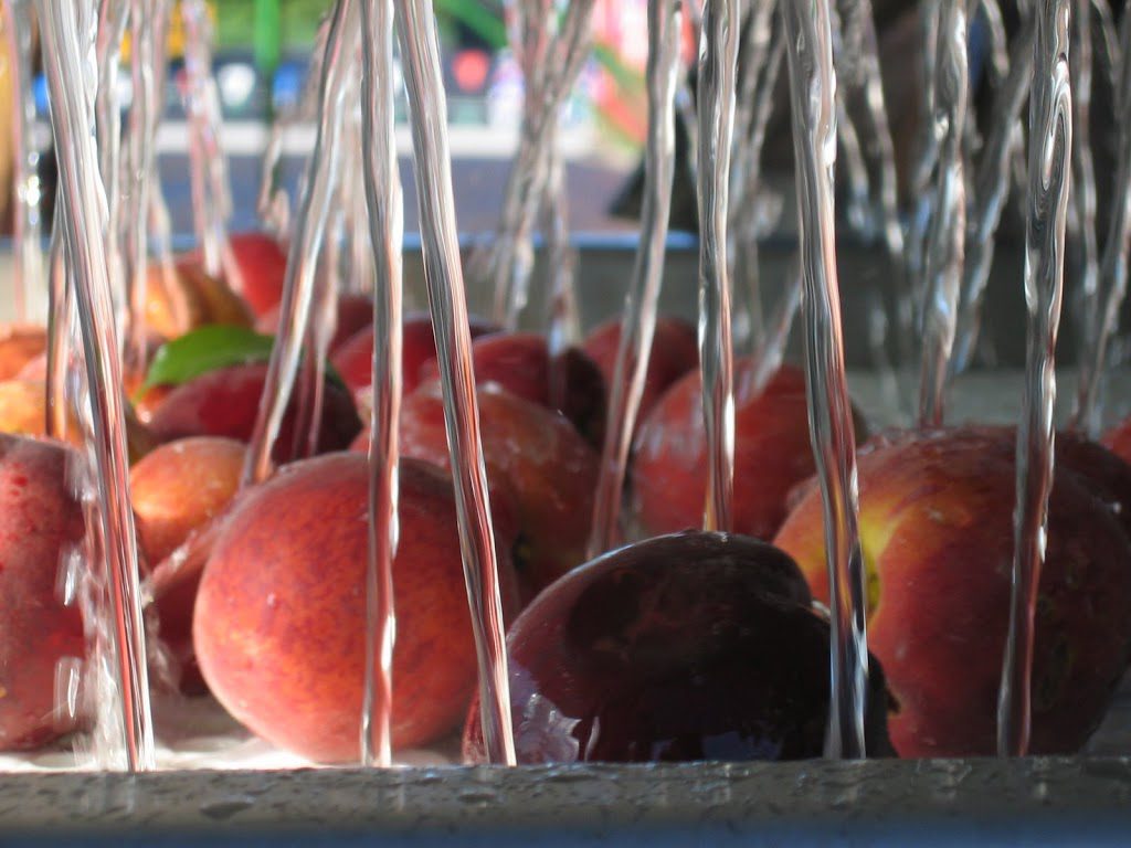 What Does Tree Ripened Mean Anyway Eckert s